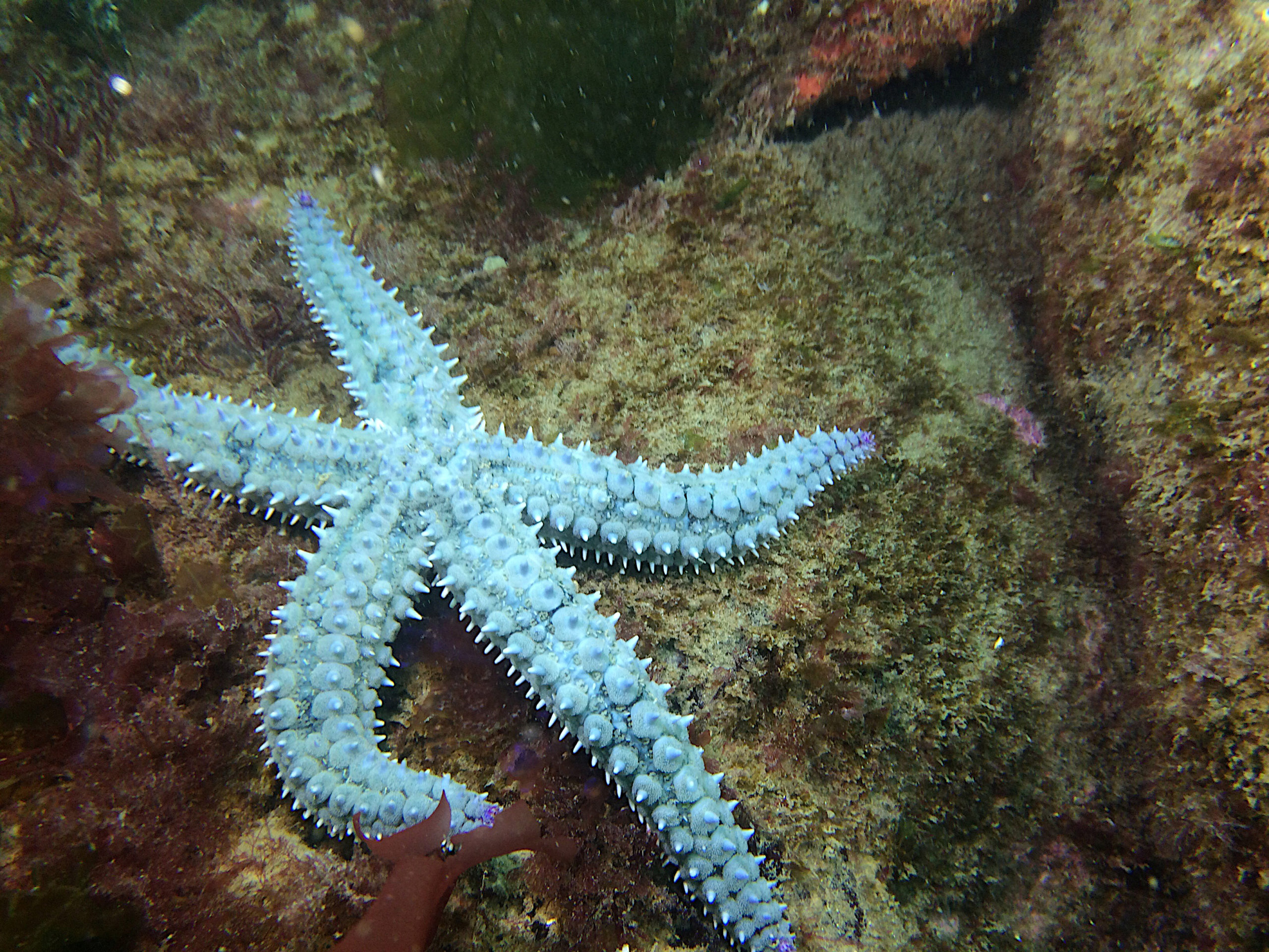 Etoile de mer glaciaire el grandmufti